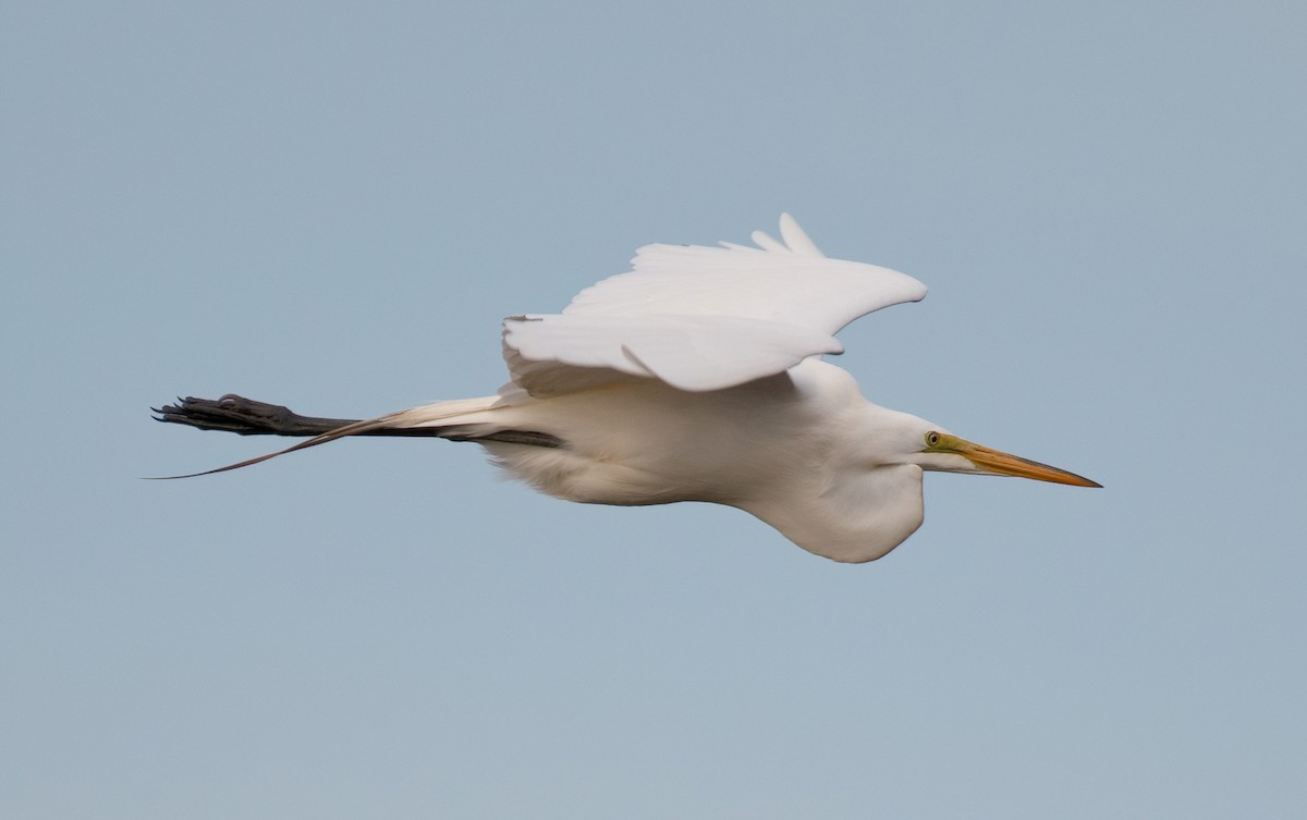 Great Egret - ML572122411