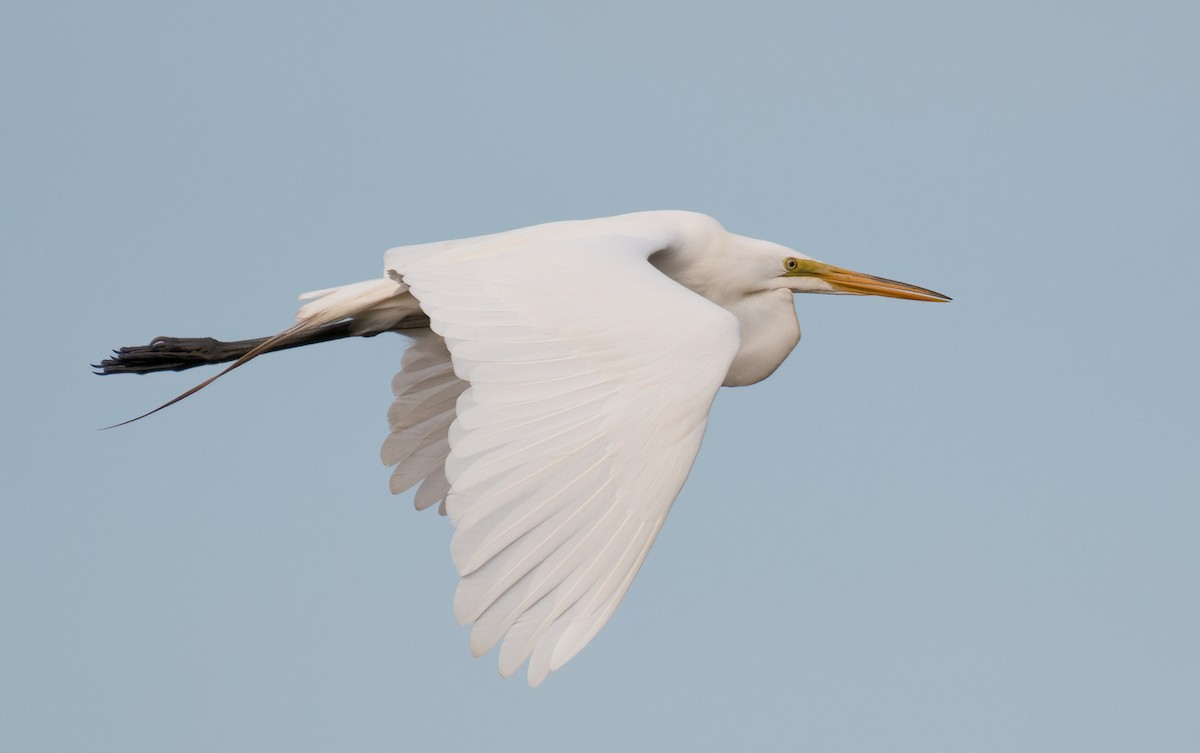 Great Egret - ML572122421