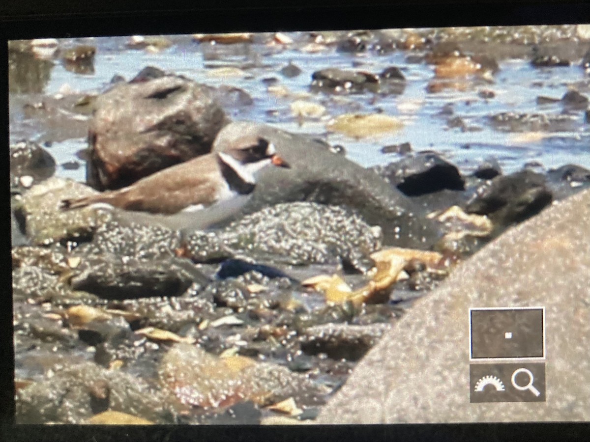 Semipalmated Plover - ML572122471