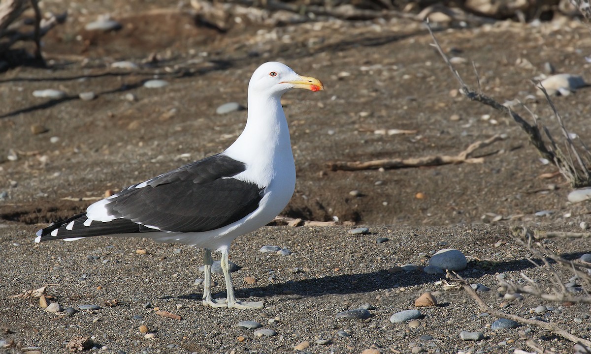 Kelp Gull - Adrián Braidotti