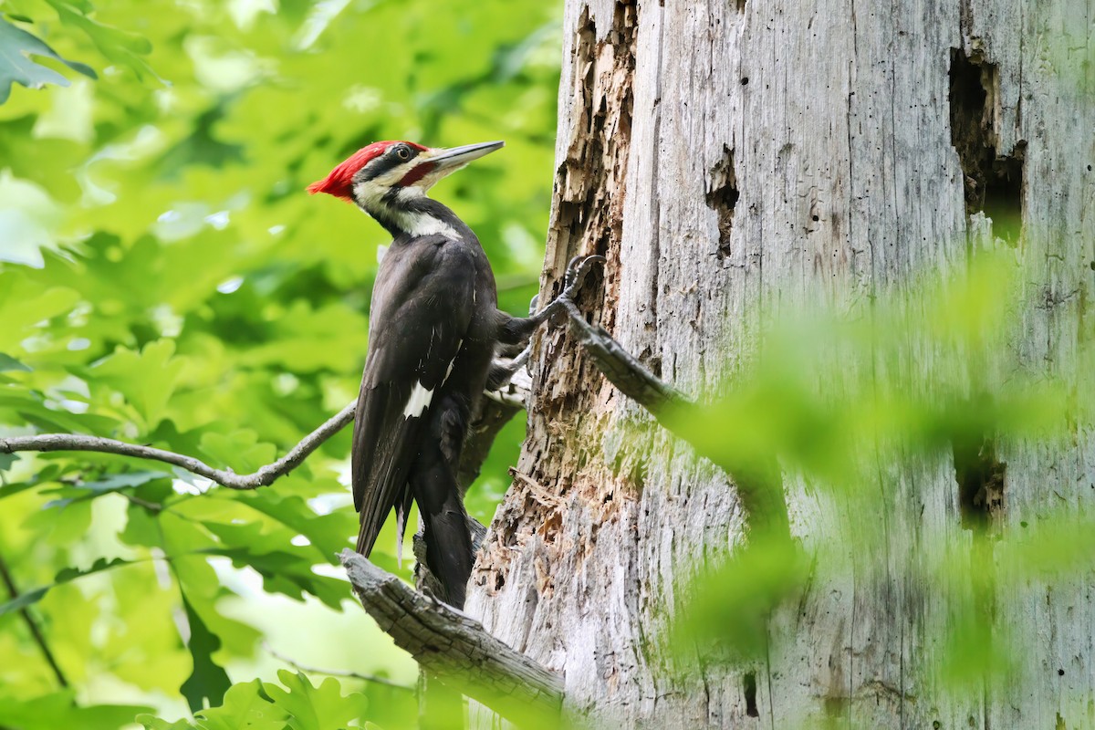 Pileated Woodpecker - ML572122531
