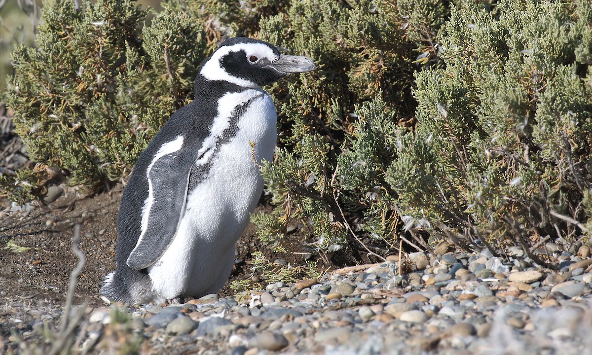 Magellanic Penguin - Adrián Braidotti