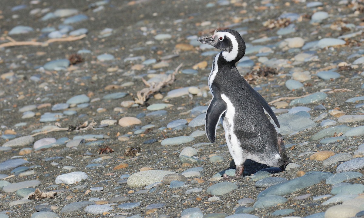 Magellanic Penguin - Adrián Braidotti