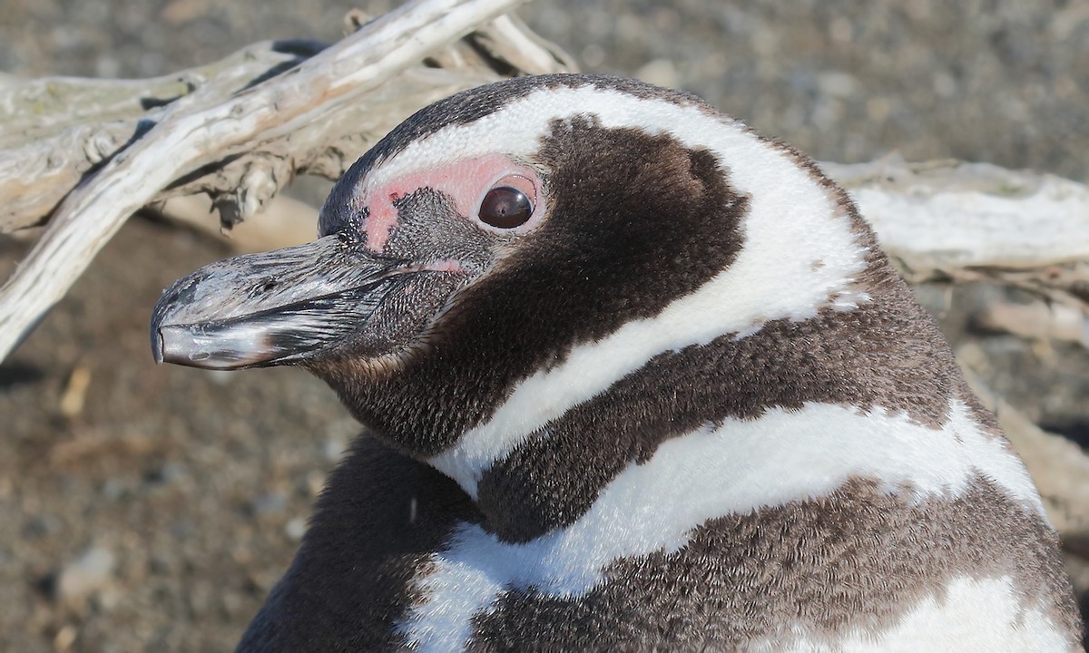 Magellanic Penguin - Adrián Braidotti