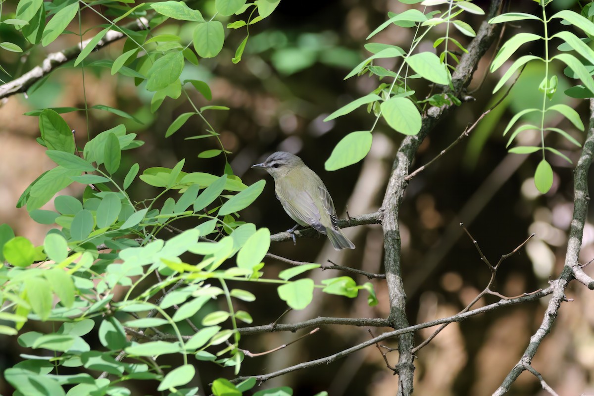 Red-eyed Vireo - ML572123191