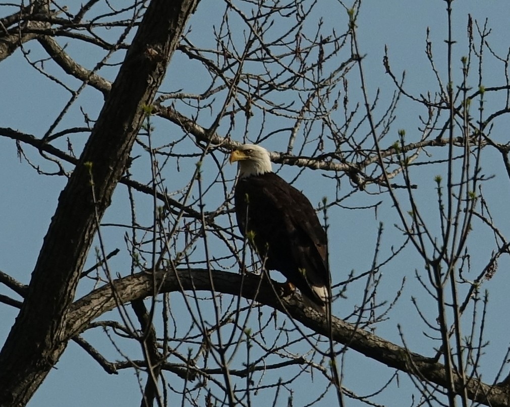 Bald Eagle - ML572123891