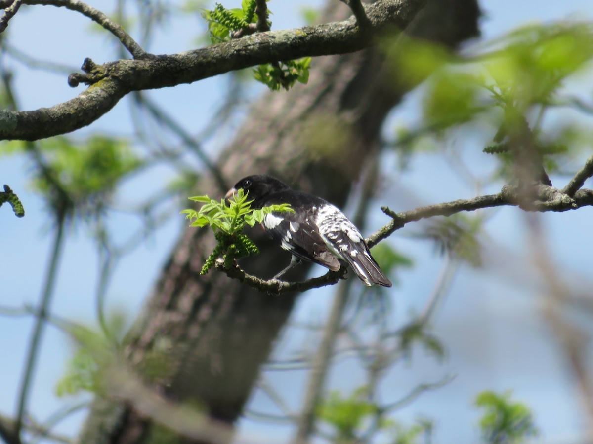 Rose-breasted Grosbeak - ML572125471