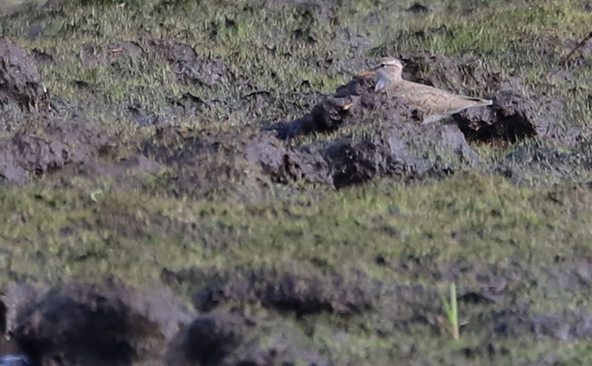 Spotted Sandpiper - ML572125491