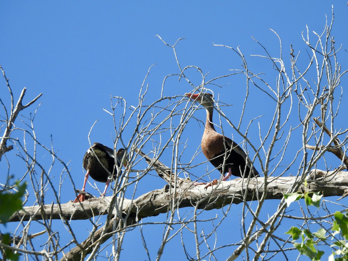 Black-bellied Whistling-Duck - ML572125571