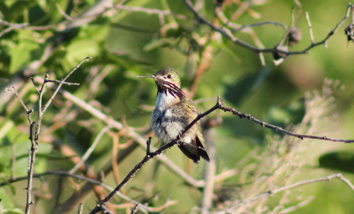 Calliope Hummingbird - ML572125751