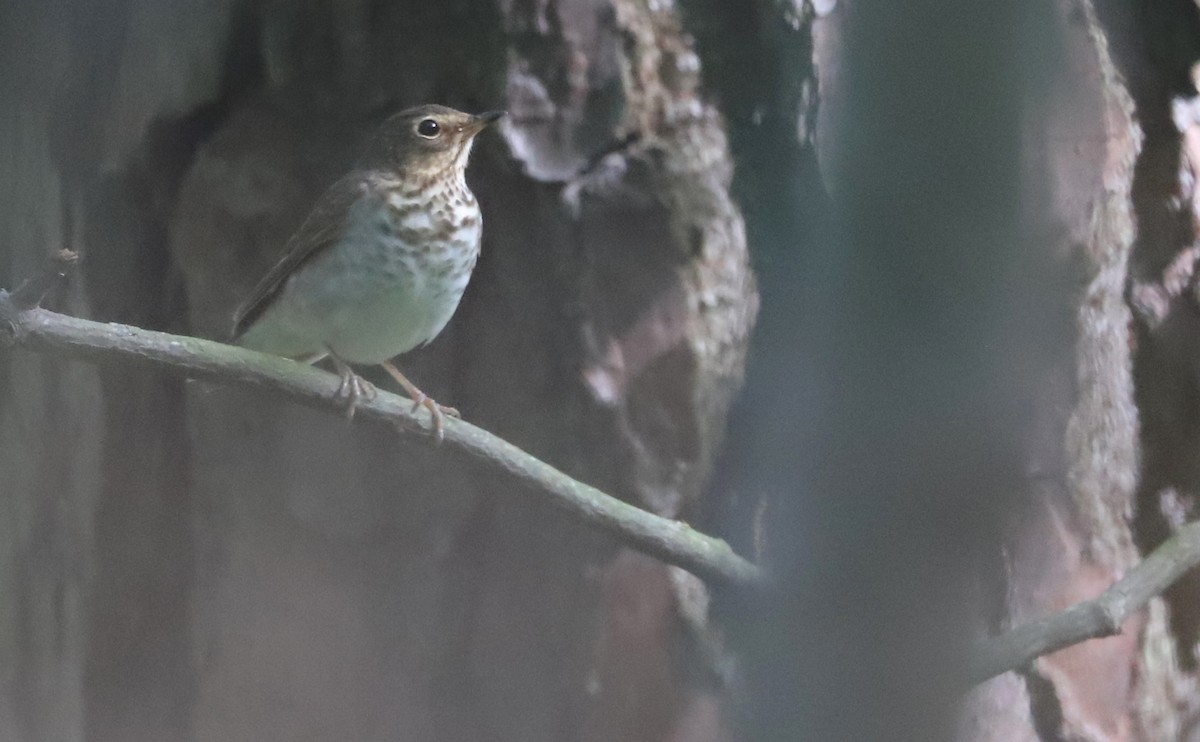 Swainson's Thrush (Olive-backed) - ML572125961