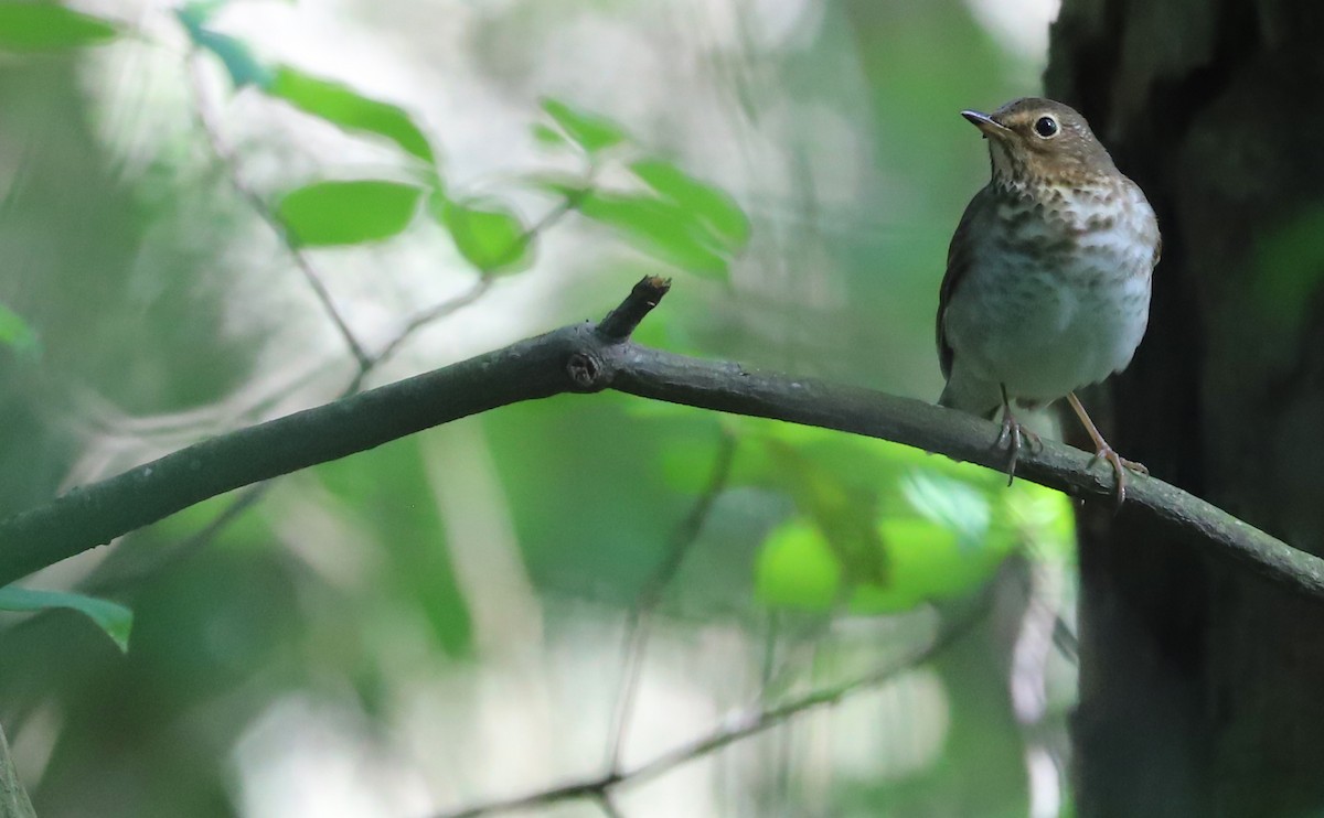 Swainson's Thrush (Olive-backed) - ML572126001