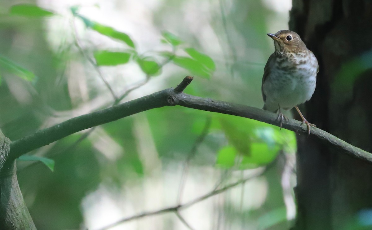 Swainson's Thrush (Olive-backed) - ML572126071