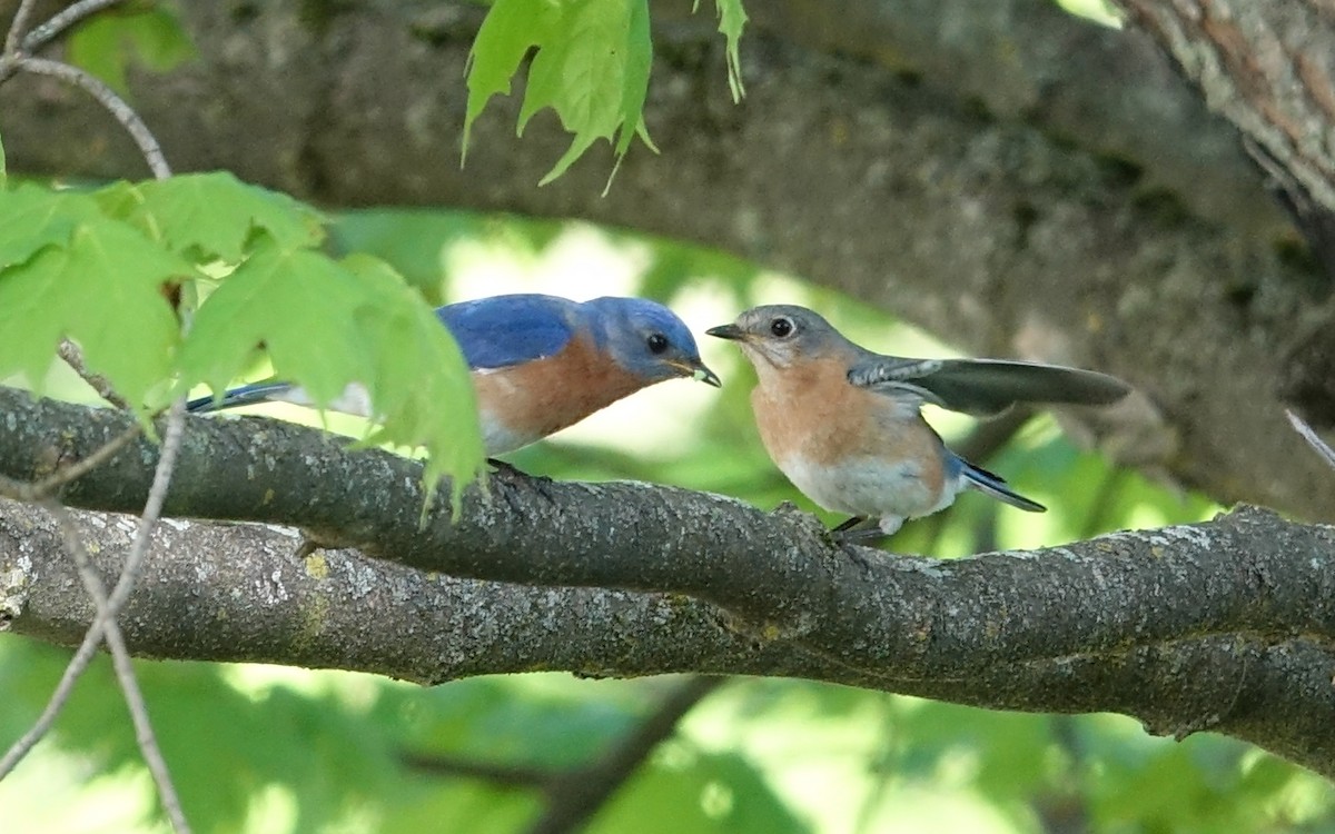 Eastern Bluebird - ML572126091