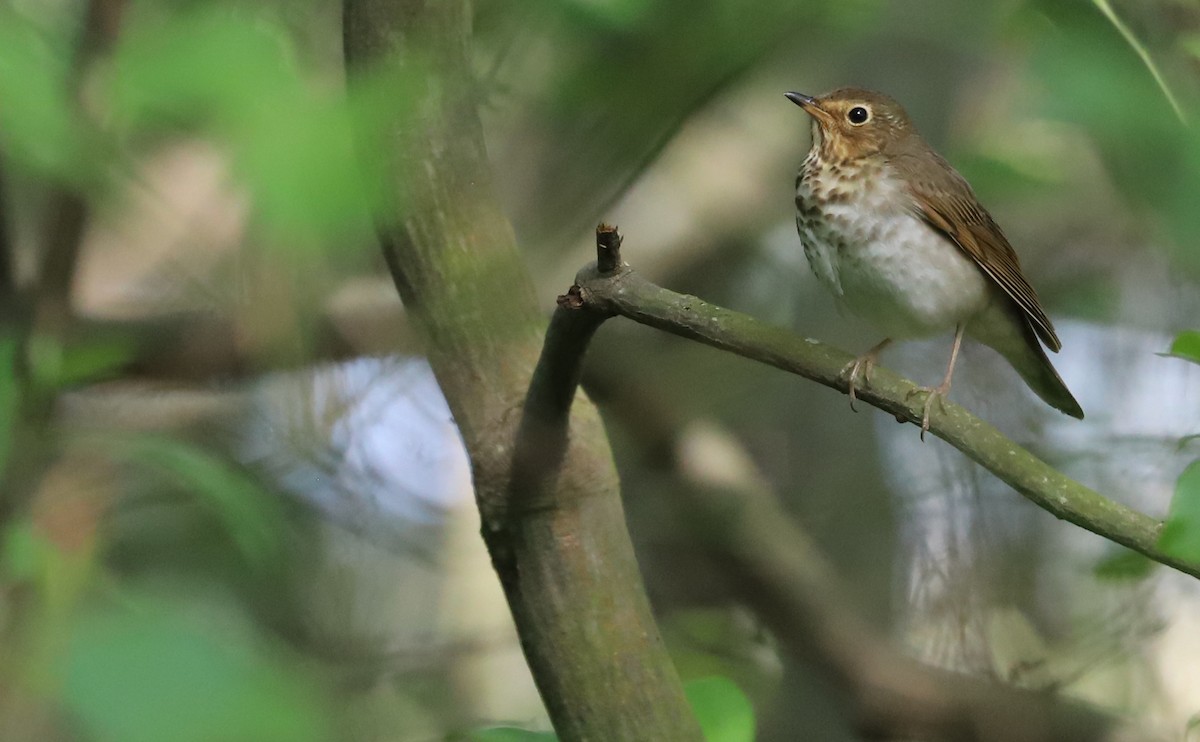 Swainson's Thrush (Olive-backed) - ML572126471