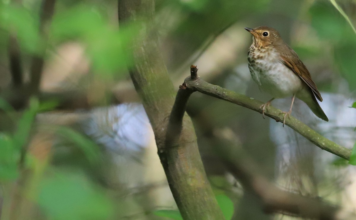 Swainson's Thrush (Olive-backed) - ML572126511