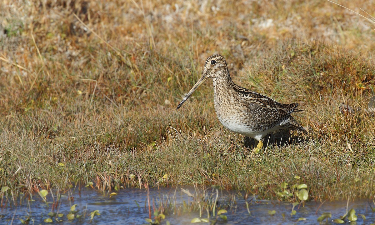 Magellanic Snipe - ML572126551