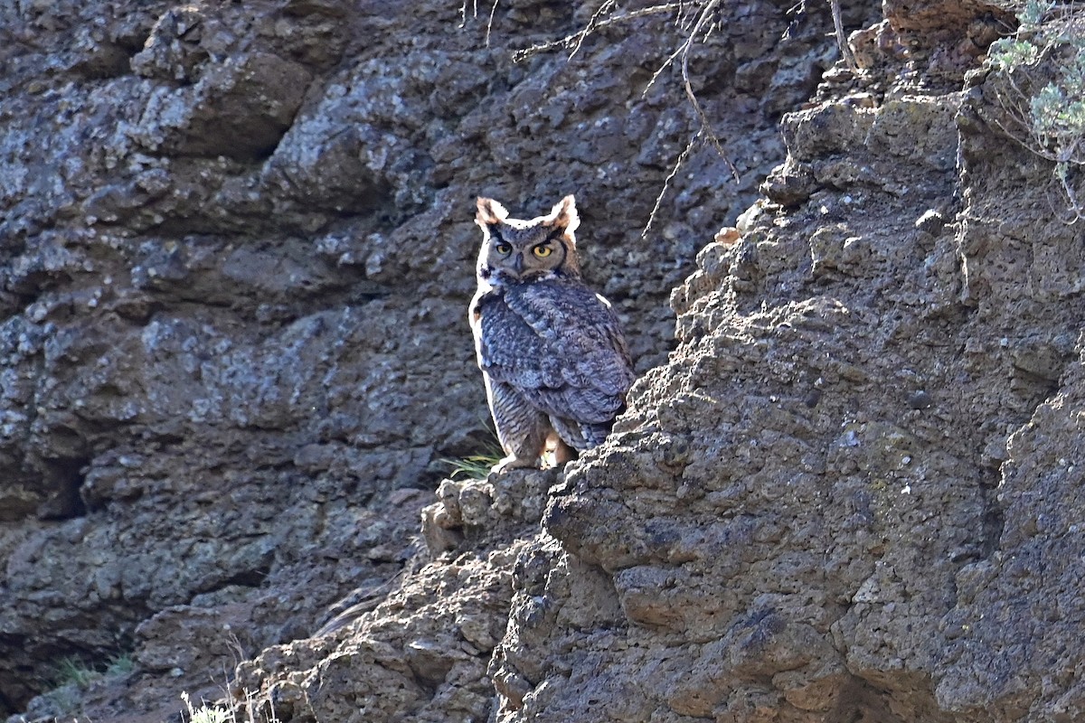 Great Horned Owl - ML572126851