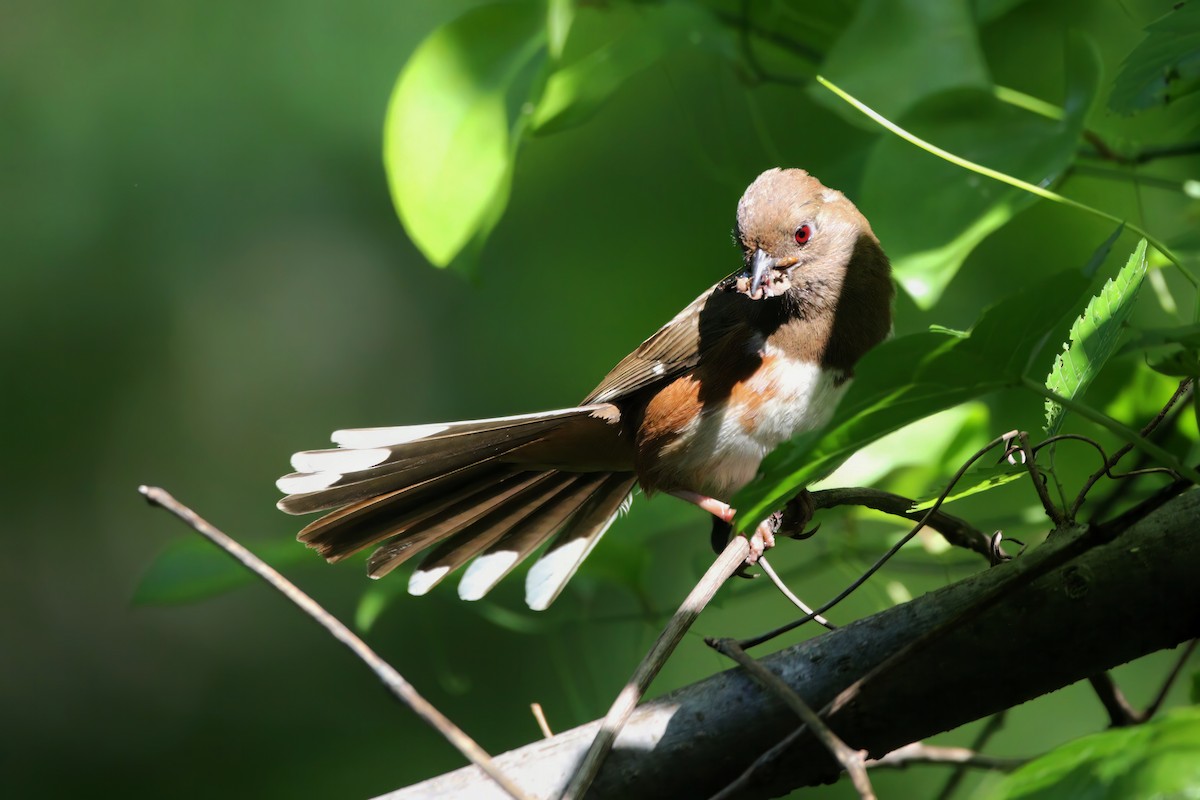 ワキアカトウヒチョウ - ML572127301