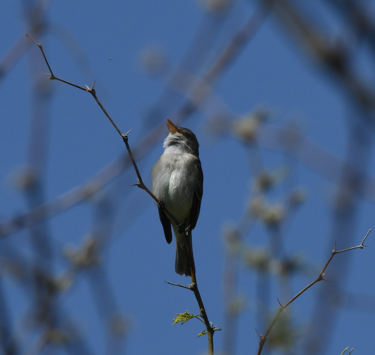 Willow Flycatcher - ML572128991