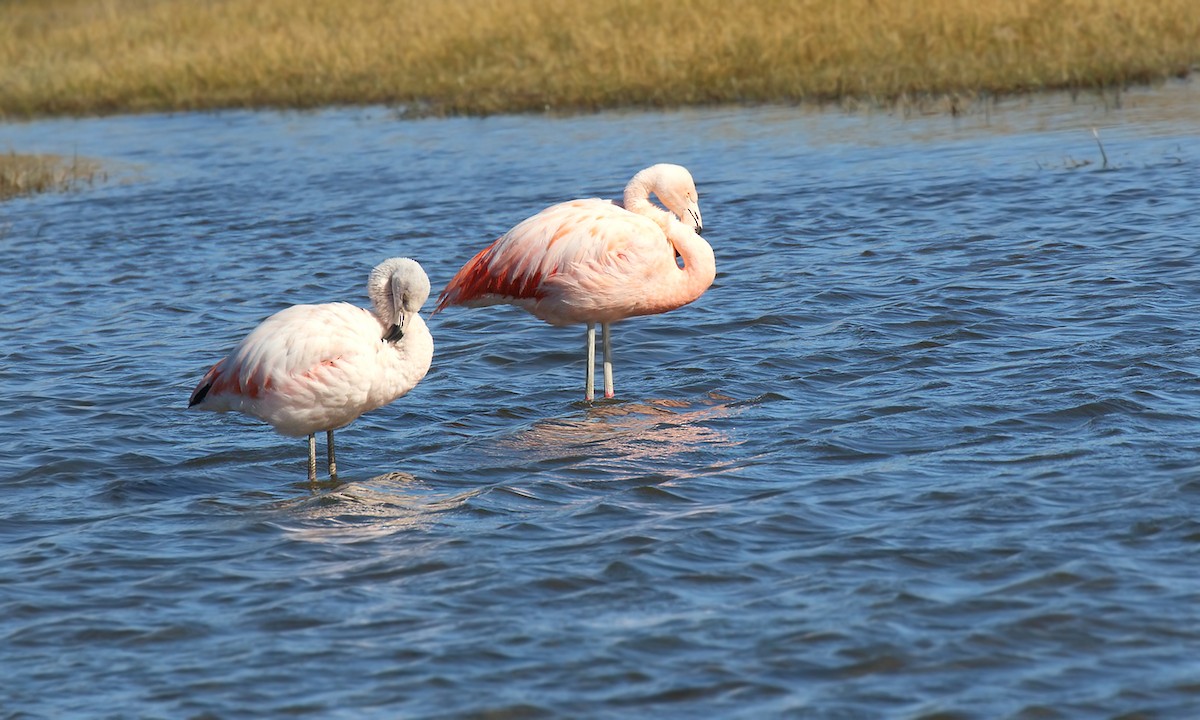 Chilean Flamingo - ML572129331