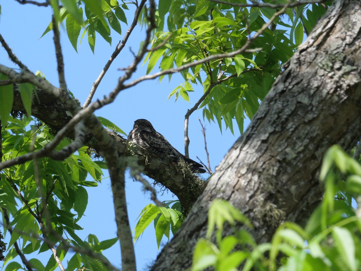 Common Nighthawk - ML572129431