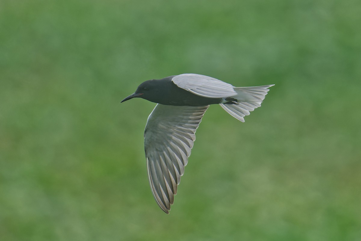 Black Tern - ML572129761