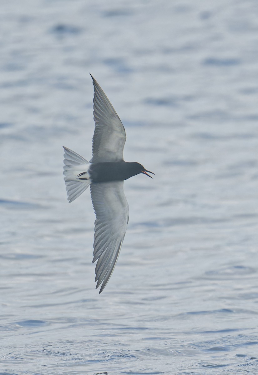 Black Tern - Harlan Stewart