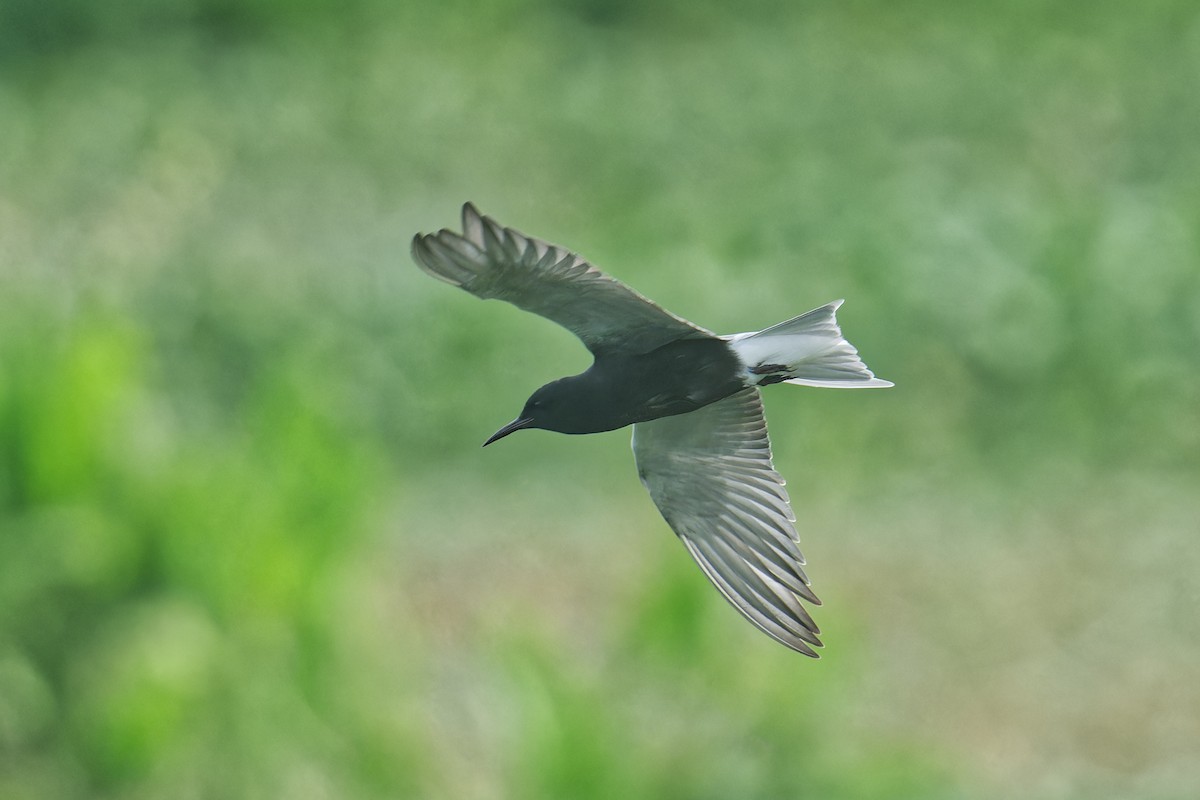 Black Tern - ML572129781