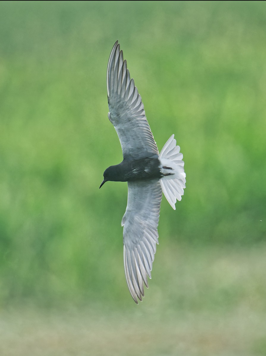 Black Tern - Harlan Stewart