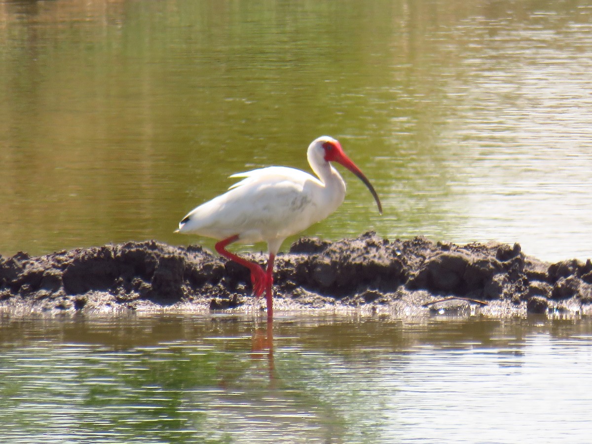 ibis bílý - ML572130191