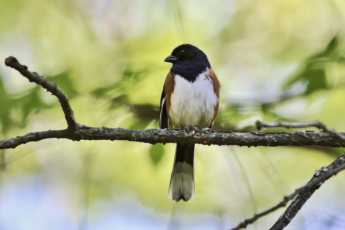 ワキアカトウヒチョウ - ML572130291