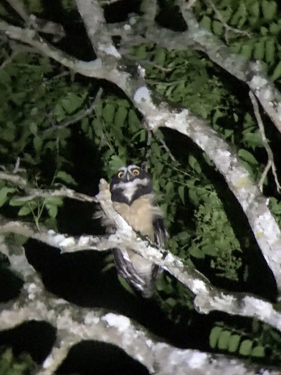 Spectacled Owl - Eunice Benko @bahianaii