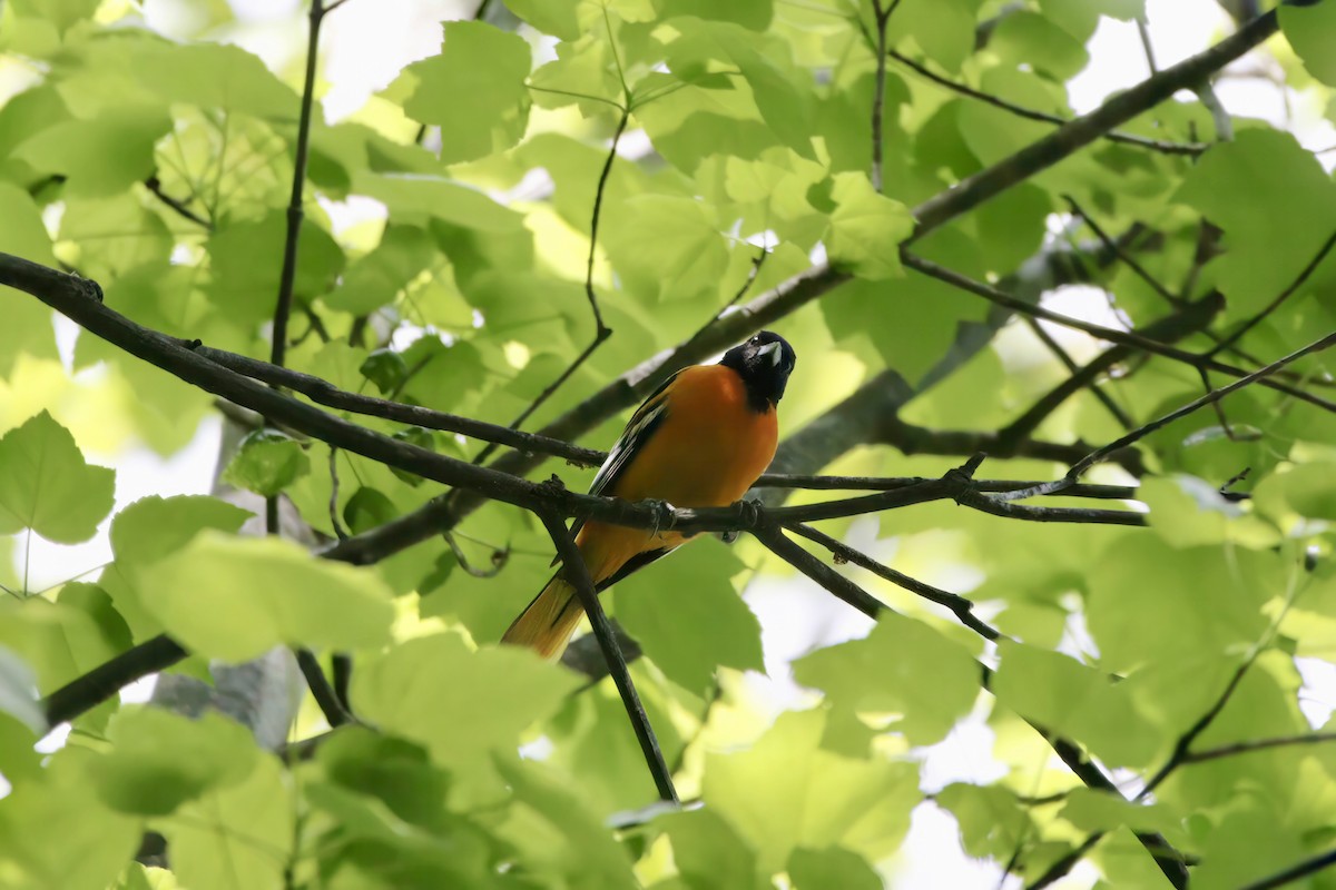 ボルチモアムクドリモドキ - ML572130831