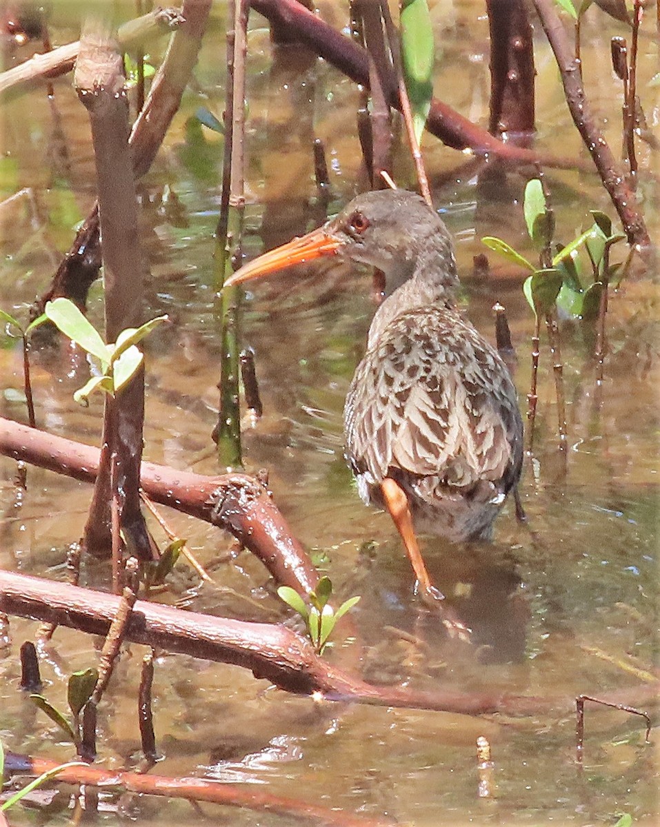 Mangrove Rail - ML572130991