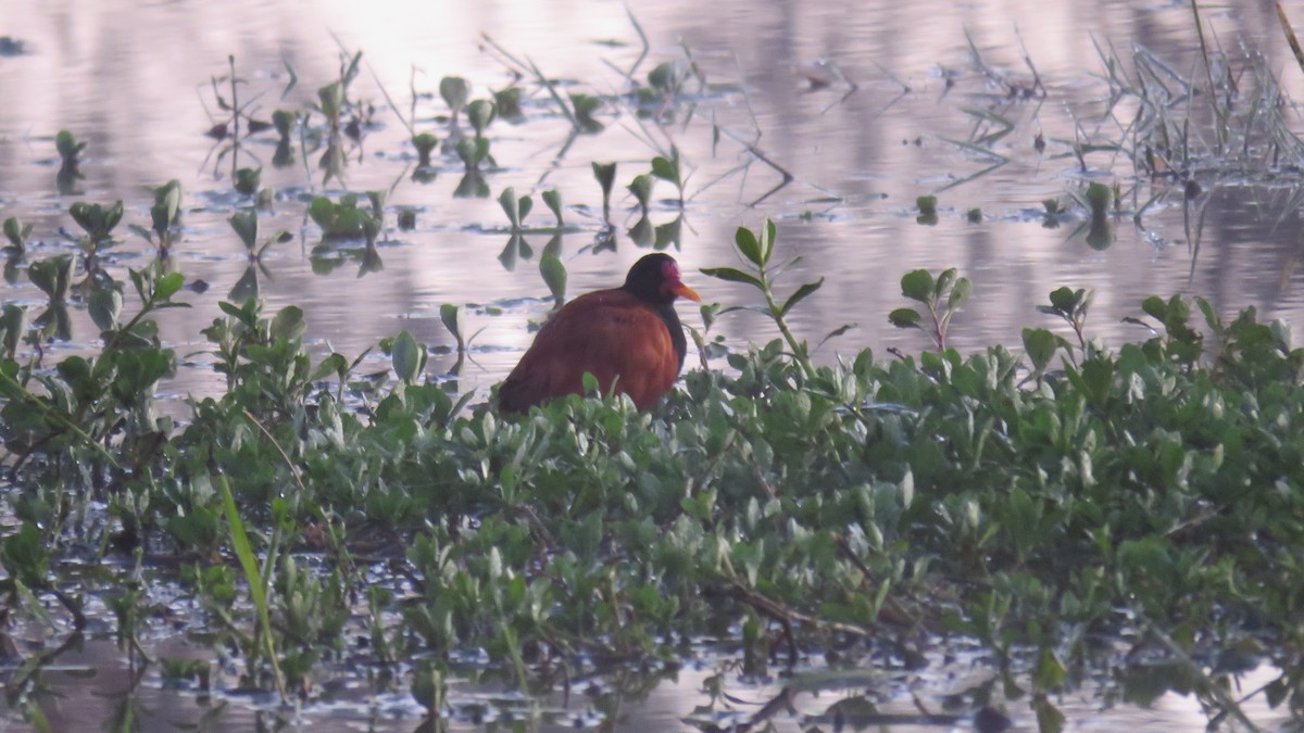 Wattled Jacana - ML572131201