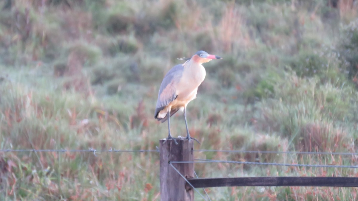 Whistling Heron - ML572131591