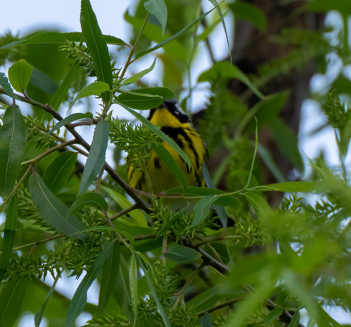 Magnolia Warbler - Scott Murphy