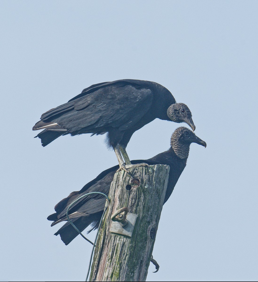 Black Vulture - ML572132081