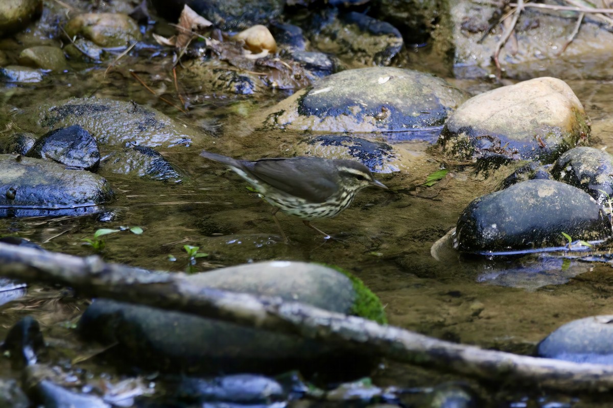 キタミズツグミ - ML572132231