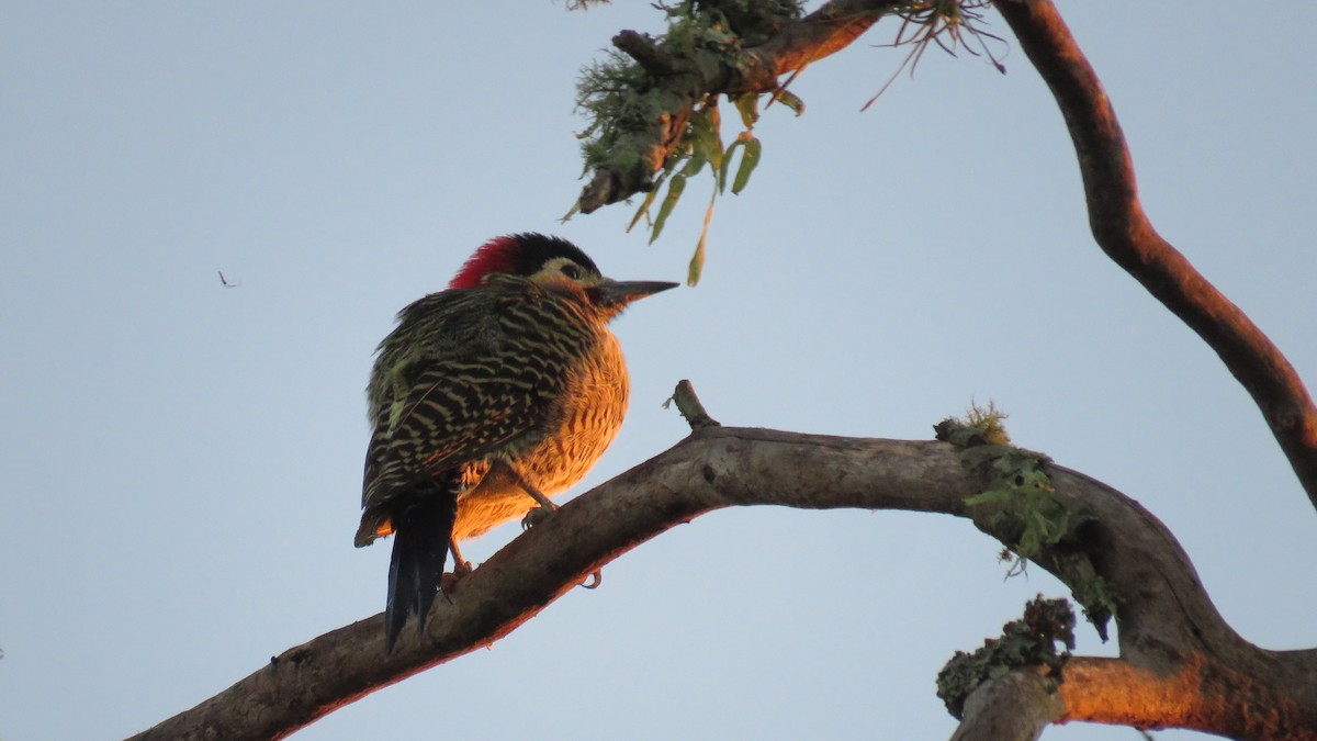 Green-barred Woodpecker - Patricio Cowper Coles