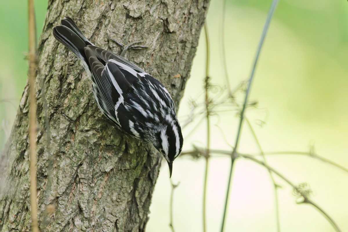 シロクロアメリカムシクイ - ML572132811