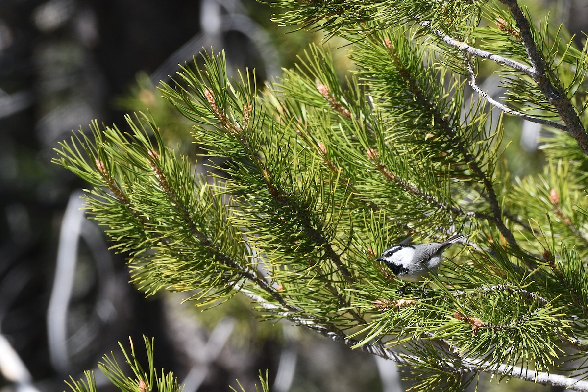 Mountain Chickadee - ML572133311