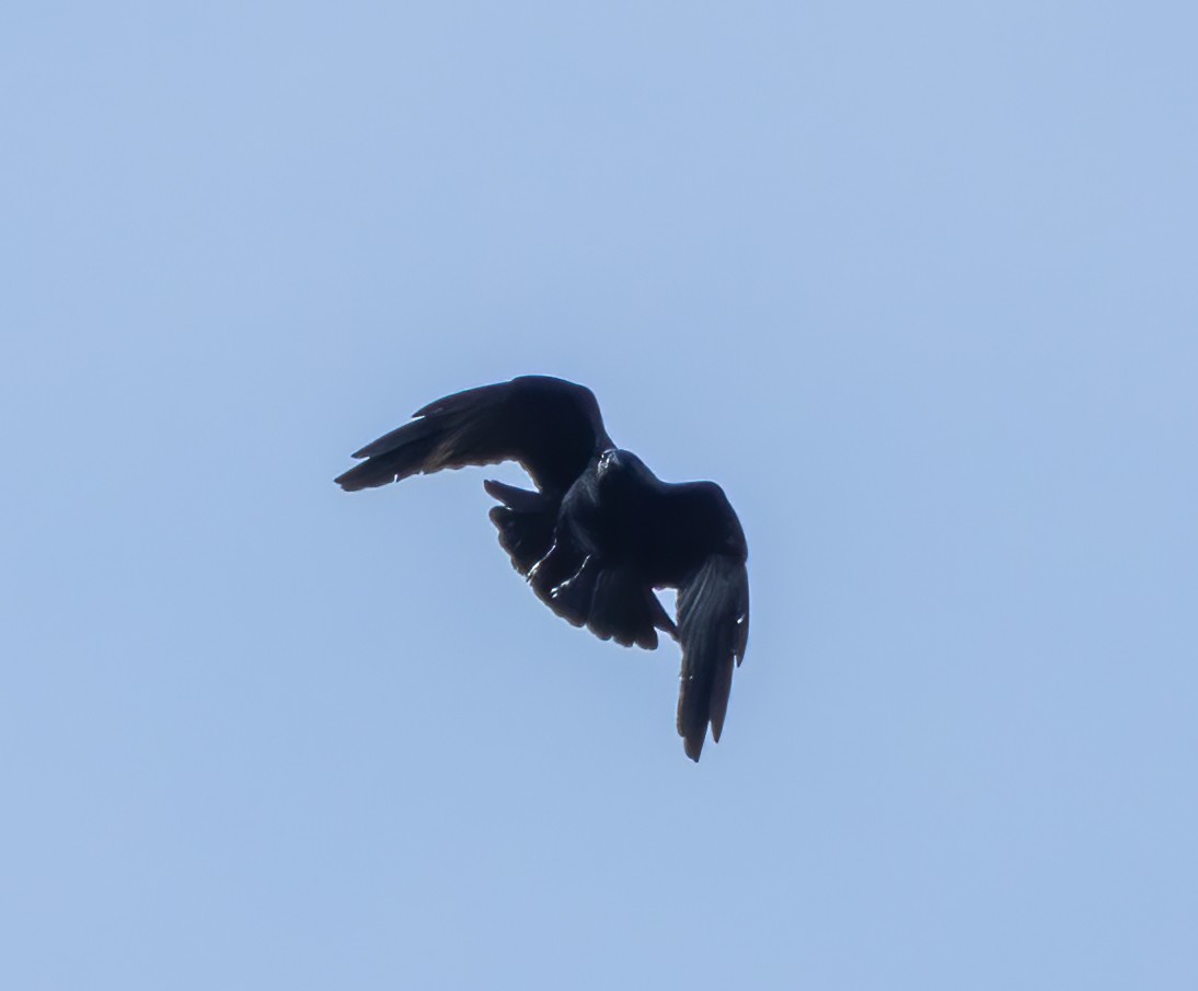crow sp. - ML572133391