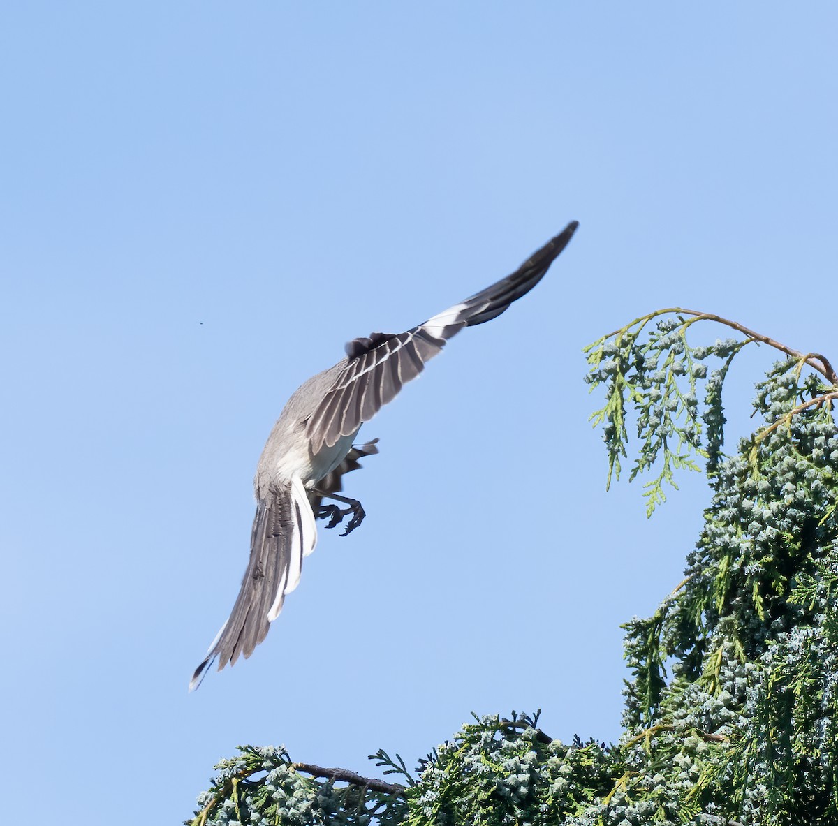Northern Mockingbird - ML572133561