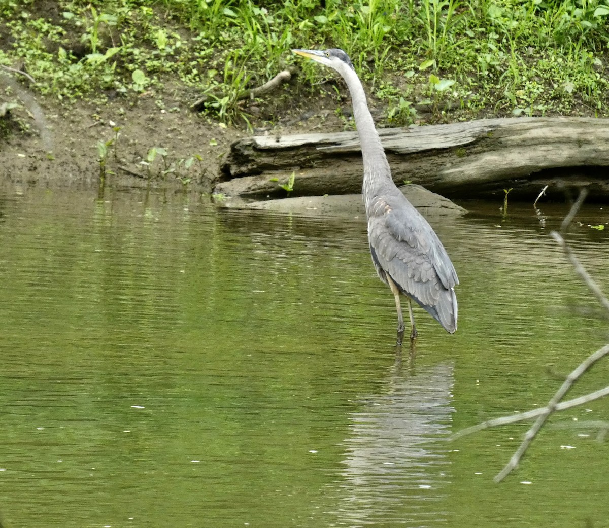 Great Blue Heron - ML572134201