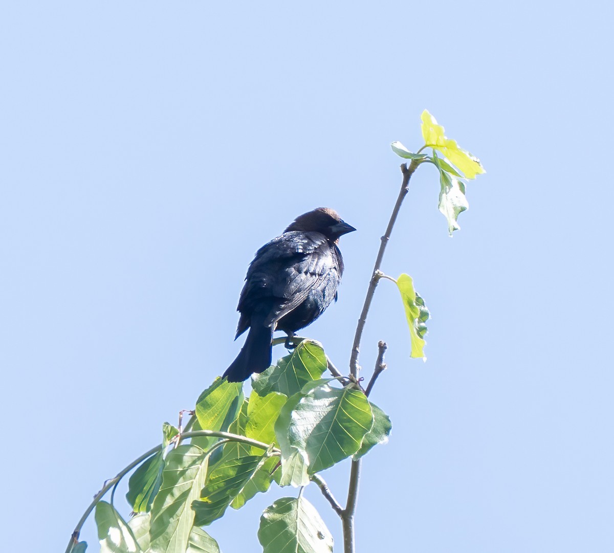 Brown-headed Cowbird - ML572134711