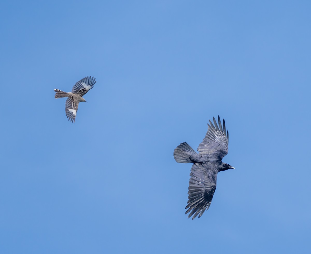 Northern Mockingbird - ML572135141