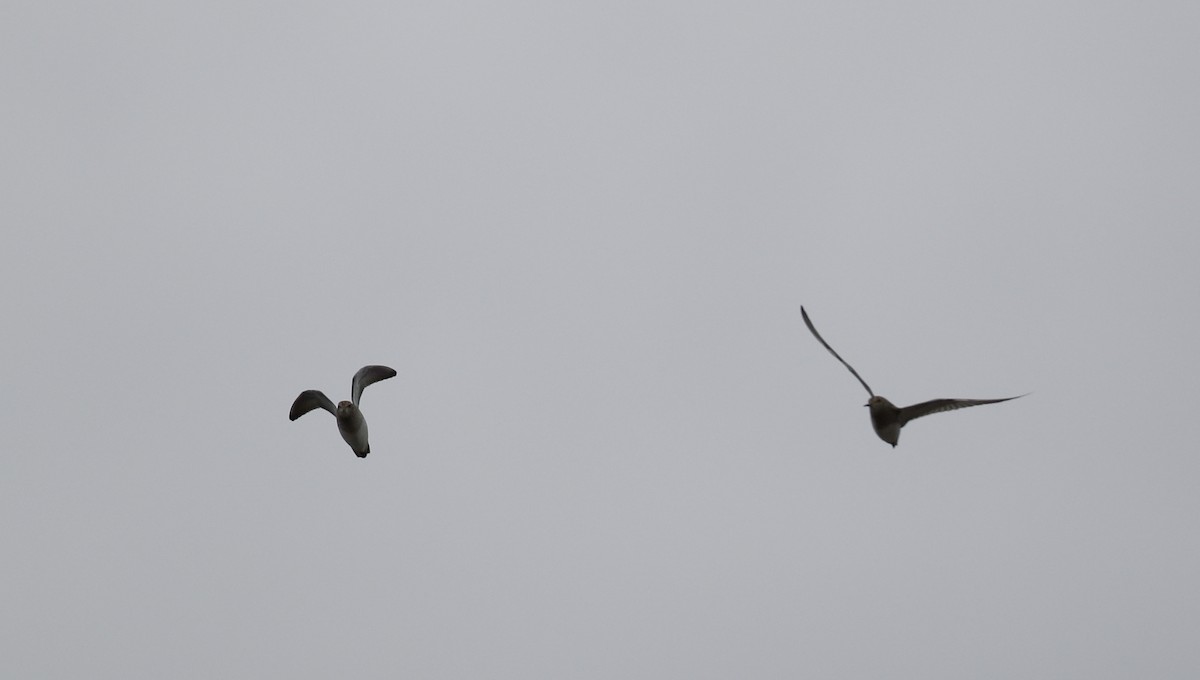 Pectoral Sandpiper - ML57213551