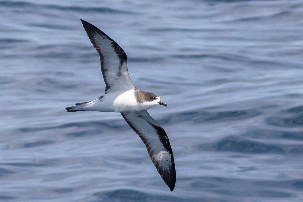 Hawaiian Petrel - ML572135521